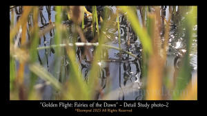 Flying insects in a nature park lagoon at dawn, or a divine canvas of fairies? An image to develop profound artistic perception and consider whether reality is the product of something much deeper, something related to how we process what we receive from the spectrum. Detail Study Photo-2-1