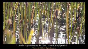 Flying insects in a nature park lagoon at dawn, or a divine canvas of fairies? An image to develop profound artistic perception and consider whether reality is the product of something much deeper, something related to how we process what we receive from the spectrum. Detail Study Photo-2-9