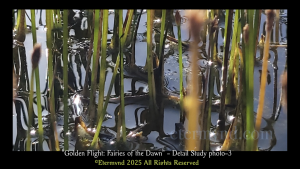 Flying insects in a nature park lagoon at dawn, or a divine canvas of fairies? An image to develop profound artistic perception and consider whether reality is the product of something much deeper, something related to how we process what we receive from the spectrum. Detail Study Photo-3-11
