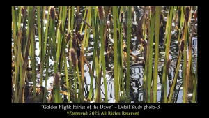 Flying insects in a nature park lagoon at dawn, or a divine canvas of fairies? An image to develop profound artistic perception and consider whether reality is the product of something much deeper, something related to how we process what we receive from the spectrum. Detail Study Photo-3-8
