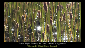 Flying insects in a nature park lagoon at dawn, or a divine canvas of fairies? An image to develop profound artistic perception and consider whether reality is the product of something much deeper, something related to how we process what we receive from the spectrum. Detail Study Photo-3-5