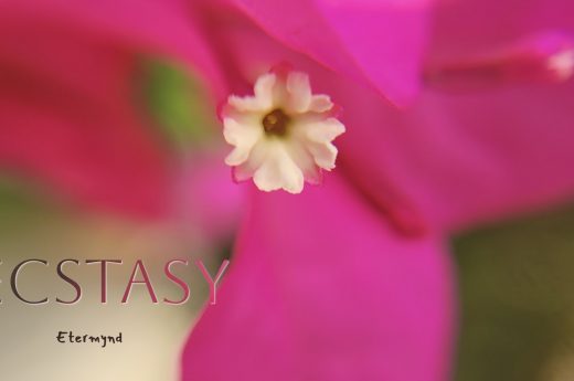 A beautiful close-up of a bougainvillea flower in an impressionistic macro style from Etermynd's unretouched floral macro photography collection. This purist style reflects the naturalness of the color as it appears in nature. This image showcases an example of its use in advertising for natural cosmetics and wellness centers.
