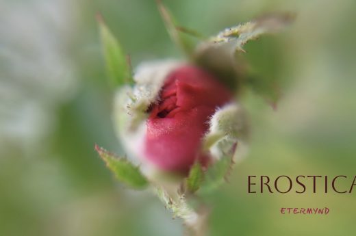 Macro photograph of a Damask rosebud in Bulgaria, revealing its sensual heart through its petals about to bloom. An unretouched, impressionistic photographic art collection with minimalist poetic text. Sublime art by Etermynd.“In the Heart of Venus: The Erotics of Plants” “This collection is an intimate macro exploration that reveals the Venusian soul of the plant kingdom. In the very heart of nature, eroticism shifts the conventional gaze to where fullness and emptiness reveal the binary language of sexual integrity. In pure natural sensuality, beauty does not seek to be possessed but loved, releasing its art to the observer who only wishes to envelop themselves with it. It is a tribute to the erotic beauty of Venus manifested in nature, a reminder that the most primal life force pulses at the very core of a flower.”
