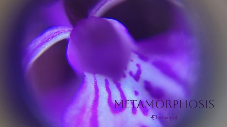 “In the Heart of Venus: The Erotics of Plants” Arctic Marsh Orchid (Dactylorhiza purpurella) Røst Island (Lofoten - Noruega) by Etermynd “This collection is an intimate macro exploration that reveals the Venusian soul of the plant kingdom. In the very heart of nature, eroticism shifts the conventional gaze to where fullness and emptiness reveal the binary language of sexual integrity. In pure natural sensuality, beauty does not seek to be possessed but loved, releasing its art to the observer who only wishes to envelop themselves with it. It is a tribute to the erotic beauty of Venus manifested in nature, a reminder that the most primal life force pulses at the very core of a flower.”
