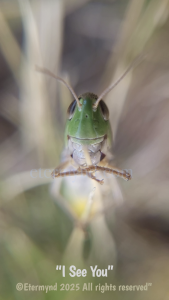 An experience of connecting with the intelligence of Nature through a grasshopper. You'll never forget that face.