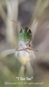 El Saltamontes que me pidió una Selfie