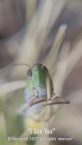 An experience of connecting with the intelligence of Nature through a grasshopper. You'll never forget that face.