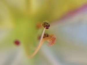 Close-up of a multicolor Mirabilis Jalapa flower (Four-o'clock flower) in bloom, showcasing its vibrant anther and filaments with pollen . By Etermynd, pure unretouched photography.
