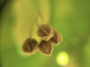 Explore "Alchemical Optics" Collection. A pure macro photographic impressionism capturing the ephemeral beauty of nature through unretouched lenses and artistic vision, by Etermynd
