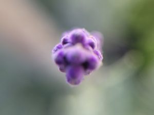 Extreme close-up of a lavender flower tip (Lavandula angustifolia). Soft focus impressionist style. Pure A photograph to challenge our brains to make new connections in order to find the essence of Nature. Fine photography unretouched by Etermynd