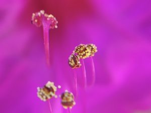 Close-up of a pink Mirabilis Jalapa flower (Four-o'clock flower) in bloom, showcasing its vibrant anther and filaments full of pollen. Natural unretouched photography. Macro Impressionism style by Etermynd