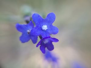 Explore "Alchemical Optics", a collection of pure macro photographic impressionism capturing the ephemeral beauty of nature through unretouched lenses and artistic vision, by Etermynd