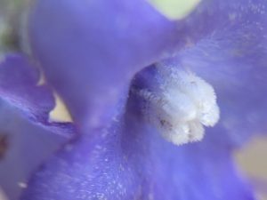 Explore "Alchemical Optics", a collection of pure macro photographic impressionism capturing the ephemeral beauty of nature through unretouched lenses and artistic vision, by Etermynd