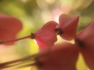 European spindle flowers in close-up macro impressionist. "Alchemical Optics" collection of pure macro photographic impressionism capturing the ephemeral beauty of nature through unretouched lenses and artistic vision, for select decoration, by Etermynd