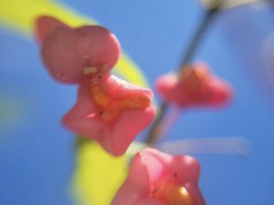 European spindle flowers in close-up macro impressionist view from below with blue sky in the background. "Alchemical Optics" collection of pure macro photographic impressionism capturing the ephemeral beauty of nature through unretouched lenses and artistic vision, by Etermynd