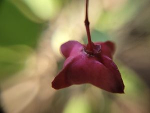 European spindle flower in close-up macro impressionist. "Alchemical Optics", a collection of pure macro photographic impressionism capturing the ephemeral beauty of nature through unretouched lenses and artistic vision, by Etermynd