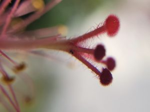 Close-up of a hibiscus flower stigma seen from the side, with a small insect inviting us to observe its beauty. This photo is part of Etermynd's unretouched Impressionist Macro Collection.