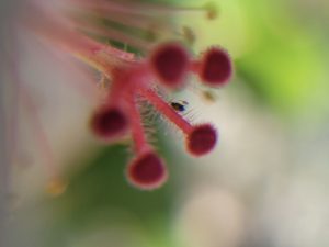 Close-up of a hibiscus flower stigma with a small visitor inviting us to observe its beauty. This photo is part of Etermynd's unretouched Impressionist Macro Collection "Alchemical Optics".