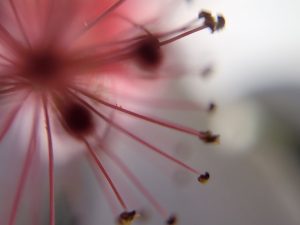 Close-up of the anthers of a hibiscus flower.This photo is part of Etermynd's unretouched Impressionist Macro Collection "Alchemical optics" by Etermynd.