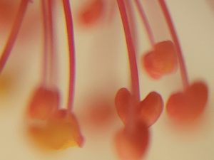 Super close-up of the anthers of a hibiscus flower. Impressionistic macro photograph by Etermynd. "Alchemical Optics", unretouched lenses and artistic vision, by Etermynd