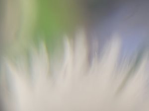 Explore "Alchemical Optics", a collection of pure macro photographic impressionism capturing the ephemeral beauty of nature through unretouched lenses and artistic vision, by Etermynd