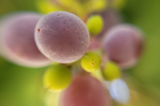 "La semilla de la vida" Colección macro de uvas. Una mirada íntima al Arte del Vino, por Etermynd