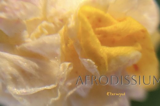 Close-up of a photograph a Four O'clock Flower (Mirabilis Jalapa) about to open. “This collection is an intimate macro exploration that reveals the Venusian soul of the plant kingdom. In the very heart of nature, eroticism shifts the conventional gaze to where fullness and emptiness reveal the binary language of sexual integrity. In pure natural sensuality, beauty does not seek to be possessed but loved, releasing its art to the observer who only wishes to envelop themselves with it. It is a tribute to the erotic beauty of Venus manifested in nature, a reminder that the most primal life force pulses at the very core of a flower.”