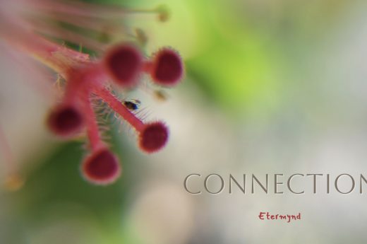 Hibiscus flower. The Eros of the 5 elixirs. “This collection is an intimate macro exploration that reveals the Venusian soul of the plant kingdom. In the very heart of nature, eroticism shifts the conventional gaze to where fullness and emptiness reveal the binary language of sexual integrity. In pure natural sensuality, beauty does not seek to be possessed but loved, releasing its art to the observer who only wishes to envelop themselves with it. It is a tribute to the erotic beauty of Venus manifested in nature, a reminder that the most primal life force pulses at the very core of a flower.”