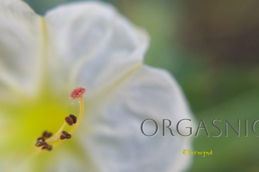 Impressionistic macro photograph of the Four O'Clock flower, capturing its own pollen transfer and revealing a unique, intimate floral moment. “This collection is an intimate macro exploration that reveals the Venusian soul of the plant kingdom. In the very heart of nature, eroticism shifts the conventional gaze to where fullness and emptiness reveal the binary language of sexual integrity. In pure natural sensuality, beauty does not seek to be possessed but loved, releasing its art to the observer who only wishes to envelop themselves with it. It is a tribute to the erotic beauty of Venus manifested in nature, a reminder that the most primal life force pulses at the very core of a flower.”