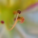 Close-up of a multicolor Mirabilis Jalapa flower (Four-o'clock flower) in bloom, showcasing its vibrant anther and filaments with pollen . By Etermynd, pure unretouched Ether photography.