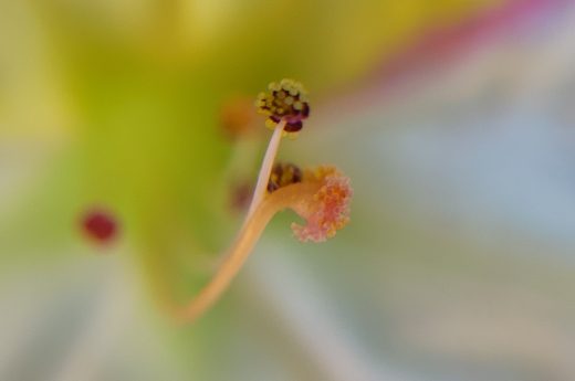 Close-up of a multicolor Mirabilis Jalapa flower (Four-o'clock flower) in bloom, showcasing its vibrant anther and filaments with pollen . By Etermynd, pure unretouched Ether photography.