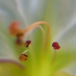 Close-up of a multicolor Mirabilis Jalapa flower (Four-o'clock flower) in bloom, showcasing its vibrant anther and filaments with pollen . By Etermynd, pure unretouched Ether photography.