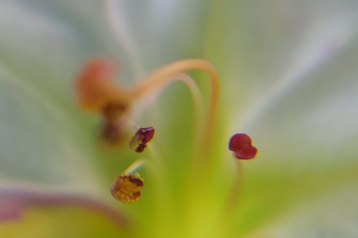 Close-up of a multicolor Mirabilis Jalapa flower (Four-o'clock flower) in bloom, showcasing its vibrant anther and filaments with pollen . By Etermynd, pure unretouched Ether photography.