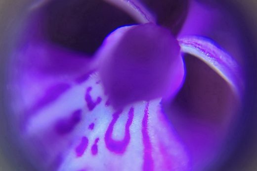 This exclusive signed piece by emerging artist Etermynd stands as a beautiful testament to the resilience and mystical charm of floral life. Captured in the remote Arctic island of Røst (Lofoten, Norway), the photograph offers an absolute, unedited macro close-up of a Dactylorhiza purpurella, the majestic Northern Marsh Orchid. The composition unfolds through a natural circular keyhole effect produced by the homemade macro tool itself. This organic vignette invites the viewer to look closer, as if peering through a microscope into the secret heart of the flower. The deep, vibrant purple hues and the intricate sacred patterns of the petals stand out powerfully, unveiling the plant's pure ether and life force blooming under the Arctic midnight sun. A unique collectible print with profound therapeutic value, perfect for bringing mystery, tranquility, and a connection to the world's most pristine wilderness into any space.
