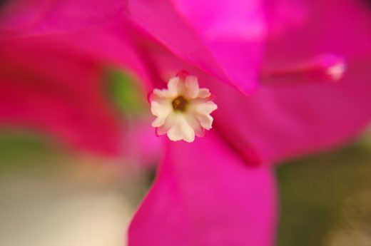 A beautiful close-up of a bougainvillea flower in an impressionistic macro style from Etermynd's unretouched floral macro photography collection. This purist style reflects the naturalness of the color as it appears in nature. This image showcases an example of its use in advertising for natural cosmetics and wellness centers.