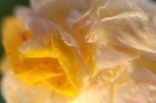 Close-up of a multicolor Mirabilis Jalapa flower (Four-o'clock flower) in bloom, showcasing its vibrant petals and delicate texture. Captured in soft light for an impressionistic effect. Explore the mesmerizing beauty of the Mirabilis Jalapa flower through macro photography. This multicolor bloom, known for opening at dusk, becomes a masterpiece of nature in this impressionistic collection. Perfect for nature lovers and art enthusiasts. By Etermynd, pure unretouched photography.