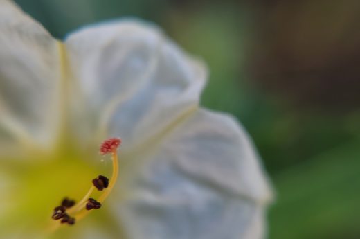 Impressionistic macro photograph of the Four O'Clock flower, capturing its own pollen transfer and revealing a unique, intimate floral moment. “This collection is an intimate macro exploration that reveals the Venusian soul of the plant kingdom. In the very heart of nature, eroticism shifts the conventional gaze to where fullness and emptiness reveal the binary language of sexual integrity. In pure natural sensuality, beauty does not seek to be possessed but loved, releasing its art to the observer who only wishes to envelop themselves with it. It is a tribute to the erotic beauty of Venus manifested in nature, a reminder that the most primal life force pulses at the very core of a flower.