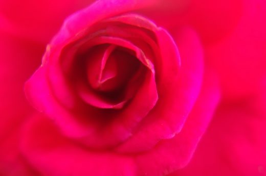 Red Damask Bulgarian Rose showing the passion of Venus's heart. This collection is an intimate macro exploration that reveals the Venusian soul of the plant kingdom.