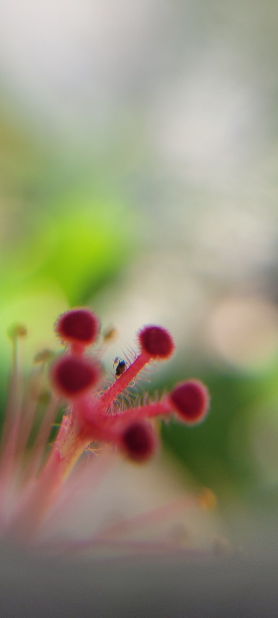 Hibiscus Flower: The Eros of the Five Elixirs This exclusive work by emerging artist Etermynd is a powerful example of therapeutic and holistic art. Captured in a macro close-up and unedited, the photograph reveals the sacred anatomy at the heart of a hibiscus flower, focusing on its stamen column. The image vibrates with a symphony of pure reds, dominated by an intense crimson that contains within its hues the emission spectrum of hydrogen: an elemental and cosmic color frequency closely linked to the life force and pure energy of creation. At the tip, the five stigmas of the pistil unfold majestically, accompanied by the subtle presence of numerous stamens emerging toward the viewer. With a delicate impressionistic touch, the background gently dissolves into an ethereal canvas of whites, grays, and a delicate range of greens, with a bright light green evoking the ether and prana of nature. Signed by the author and integrated into the artwork, this piece is ideal for visual meditation and is designed to transform any environment into a space of healing, harmony, and deep spiritual connection.